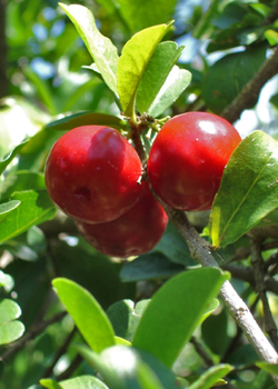 l'Acérola la richesse de cette cerise en vitamine C est incomparable