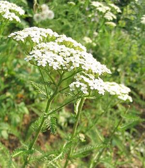 Achillée Millefeuille - Bienfaits, Utilisation, Posologie, Astuces