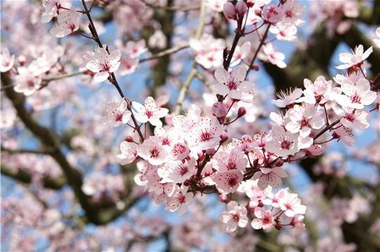 La cure de printemps devra drainer et nettoyer le sang pour que l'énergie circule