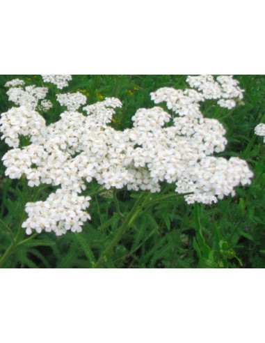 Tisane d'Achillée Millefeuille BIO