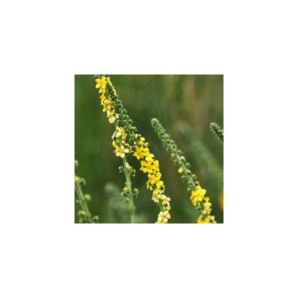 Extrait fluide glycériné miellé d'Aigremoine BIO