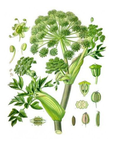 Tisane d'Angélique officinale BIO