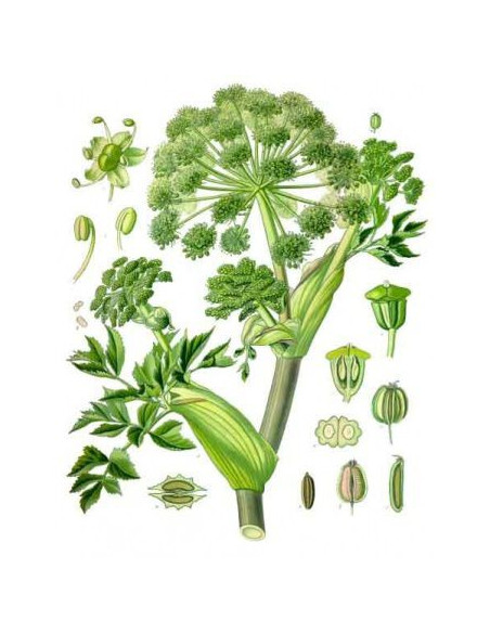 Tisane d'Angélique officinale BIO