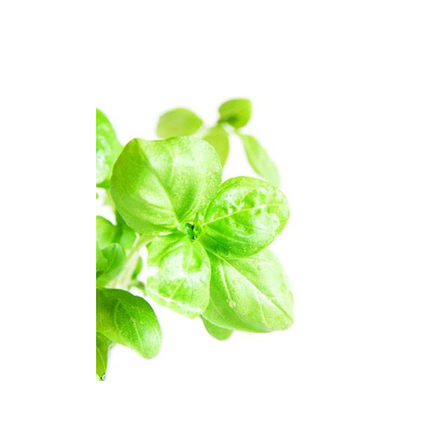 Basilic BIO en extrait liquide ou tisane | phyto-soins