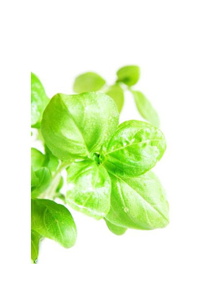 Basilic BIO en extrait liquide ou tisane | phyto-soins
