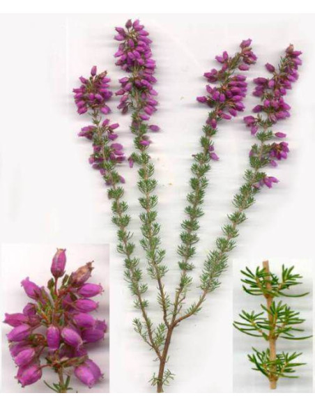 Bruyère BIO (extrait liquide ou tisane) laboratoire phytofrance |phyto-soins