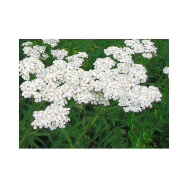 Achillée Millefeuille BIO