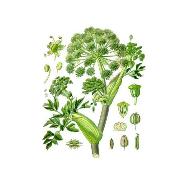 Angélique officinale BIO