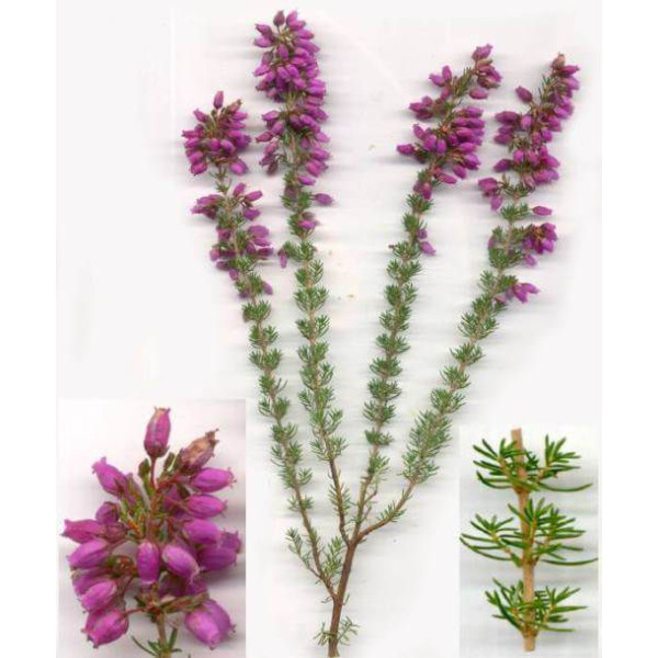 Bruyère BIO (extrait liquide ou tisane) laboratoire phytofrance |phyto-soins