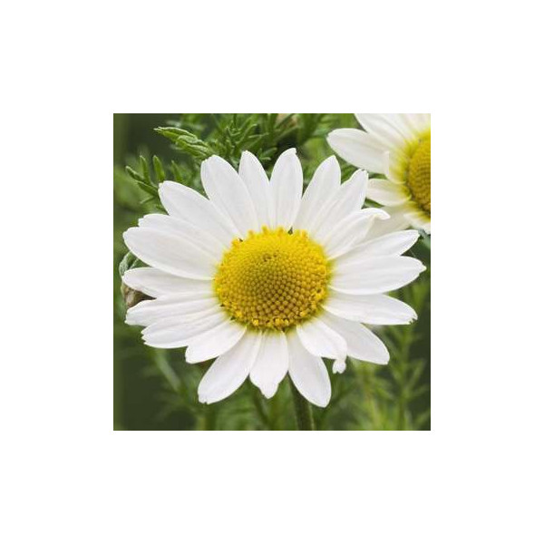 Camomille romaine (extrait liquide ou tisane) | phyto-soins