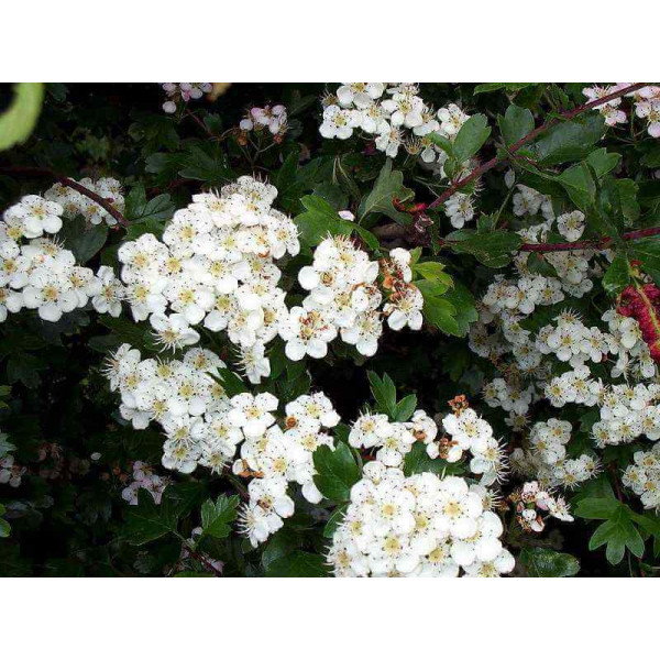 Extrait fluide glycériné miellé d'Aubépine BIO