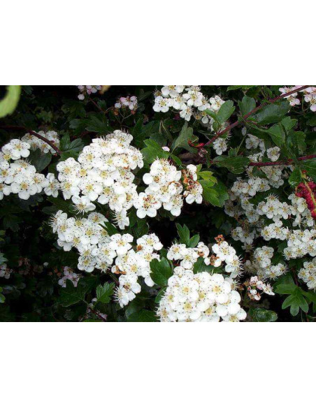 Extrait fluide glycériné miellé d'Aubépine BIO