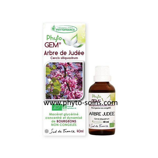 Macérat glycériné concentré d'Arbre de Judée BIO