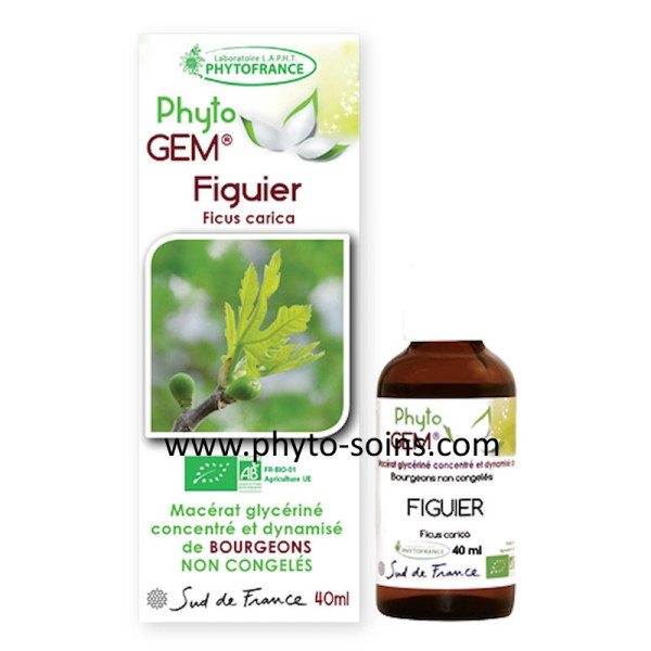 Macérat glycériné concentré de Figuier BIO phytofrance par phyto-soins
