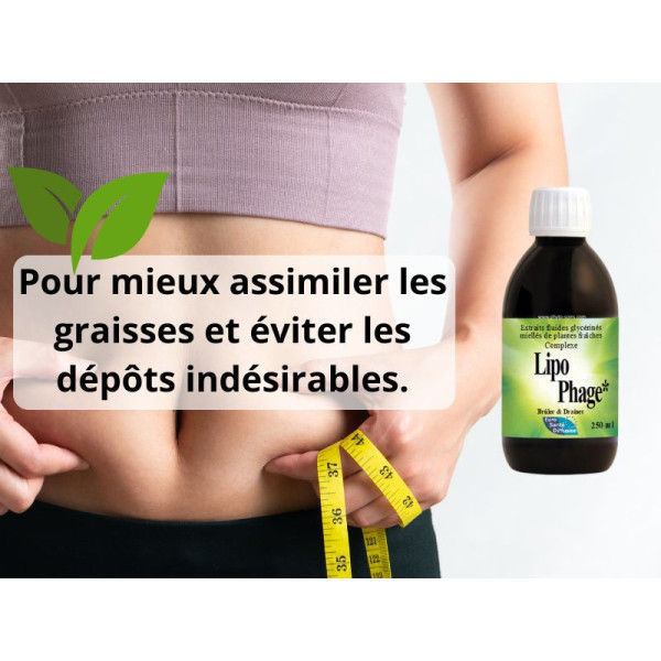 Lipophage minceur et assimilation des graisses - Phytofrance