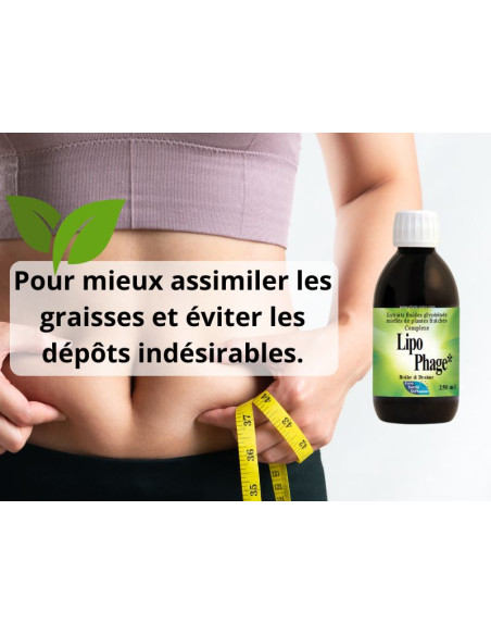 Lipophage minceur et assimilation des graisses - Phytofrance
