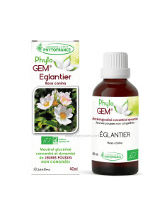 Macérat glycériné concentré de Églantier BIO - Phytofrance par phyto-soins