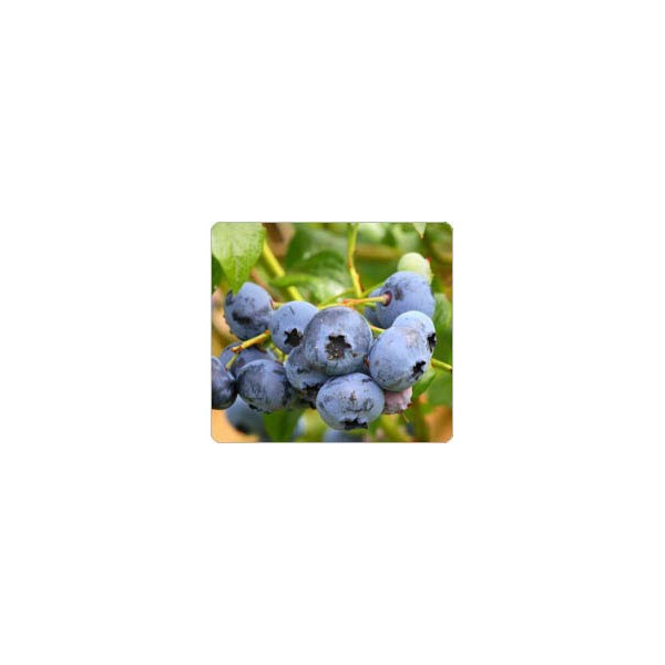 Visio Mensan capsules de myrtilles