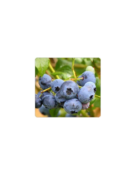 Visio Mensan capsules de myrtilles