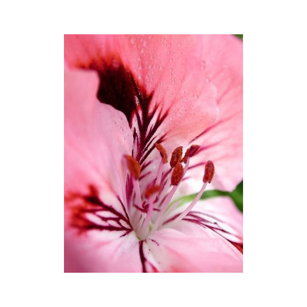 Huile de rose musquée phyto-soins