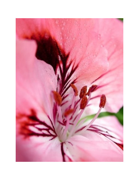Huile de rose musquée phyto-soins