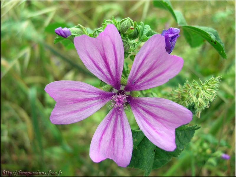 La Mauve, une des plantes intéressante dans la constipation