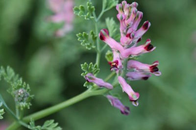 La Fumeterre (fumaria officinalis) est un excellent draineur biliaire