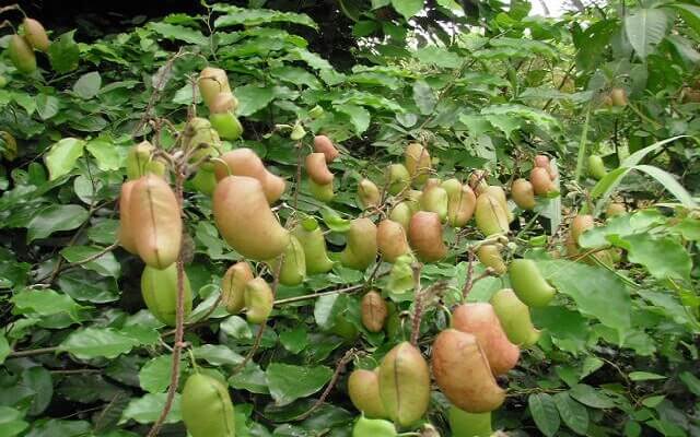 Griffonia une plante anti-dépression