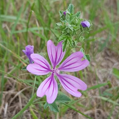 La Mauve: une plante laxative douce idéale pour les enfants