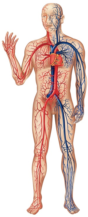 Système cardio-vasculaire