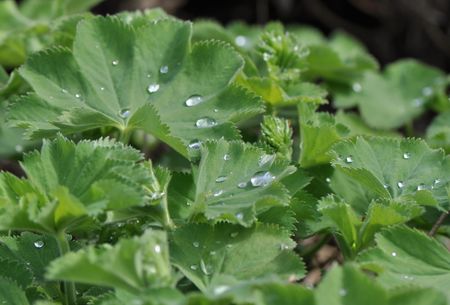 dinner plate dahlia plant Break Out