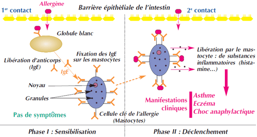 Principe de l'allergie