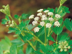 l'anis vert: plante digestive, expectorante et galactogène