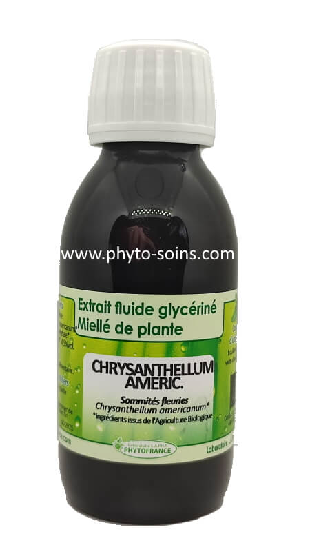 Chrysanthellum: protection du foie, baisse du cholestérol et circulation veineuse