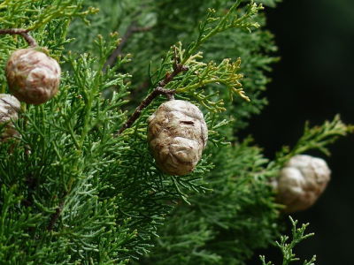 Huile essentielle de Cyprès toujours vert: propriétés et indications