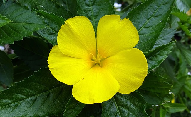 Le Damiana augmente l'orgasme f&eacute;minin phyto-soins