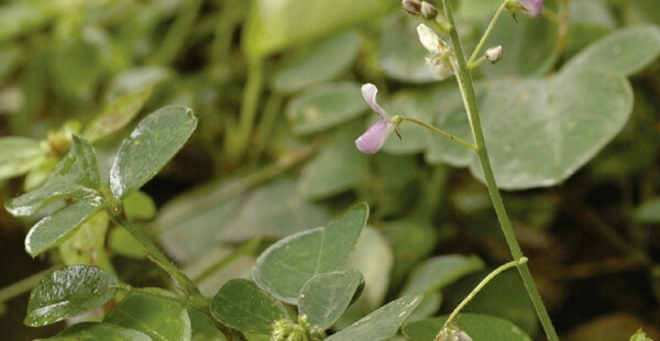 Desmodium ascendens: l'ami du foie