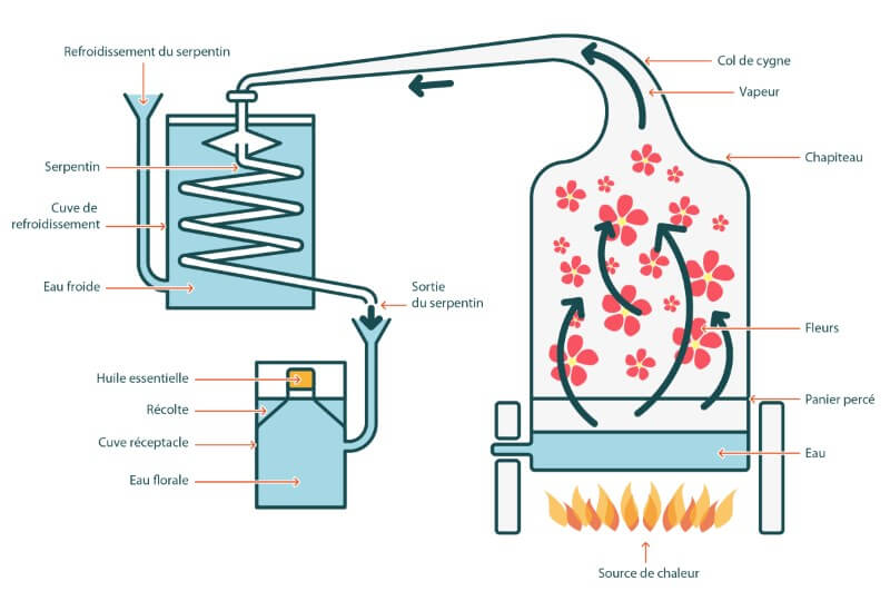 La distillation de la plante aromatique: de l'essence à l'huile essentielle