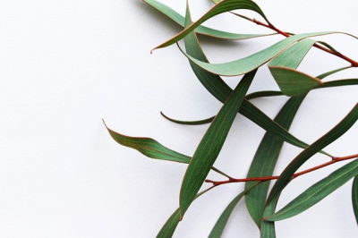 Huile essentielle d'Eucalyptus globuleux: propriétés et indications