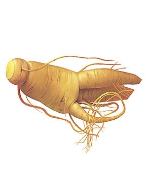 Ginseng: la racine qui apporte de l'énergie