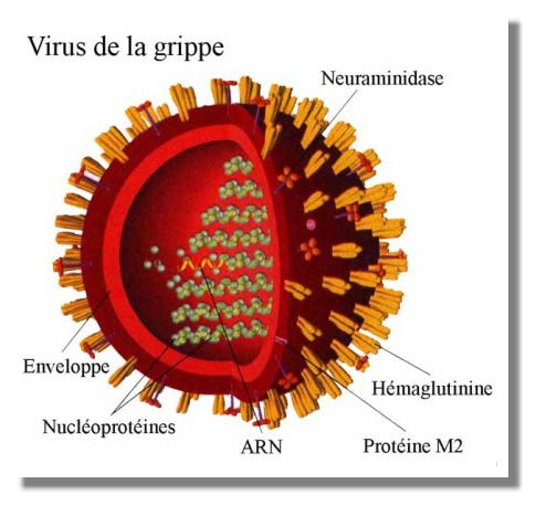 Le virus de la grippe