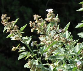 la guimauve, plante anti-toux