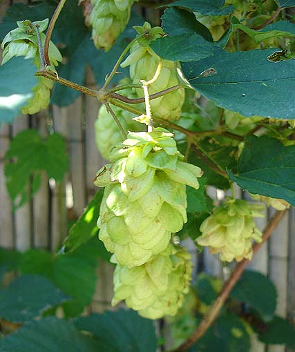 Houblon: un c&ocirc;ne de calme et s&eacute;r&eacute;nit&eacute; 