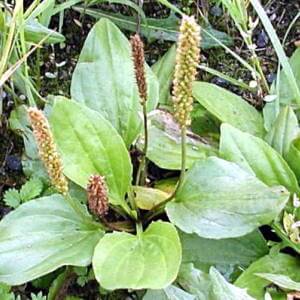 Les plantains contre les allergies