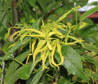 une fleur d'Ylang-Ylang