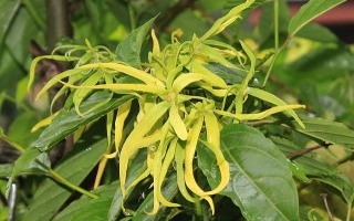 L'huile essentielle d'Ylang-Ylang (Cananga odorata)