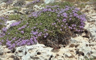 L'huile essentielle de Thym vulgaire à thymol