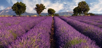 L'huile essentielle de Lavande Vraie/ officinale/ fine/ angustifolia: propriétés et bienfaits