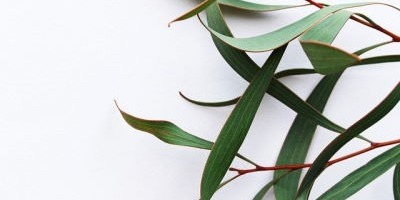 L'huile essentielle d'Eucalyptus radiata