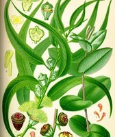L'huile essentielle d'Eucalyptus globuleux 